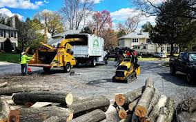 Tree Removal