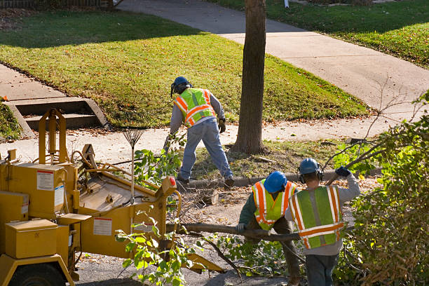 Best Root Management and Removal  in Trotwood, OH