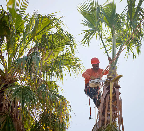  Trotwood, OH Tree Removal Pros