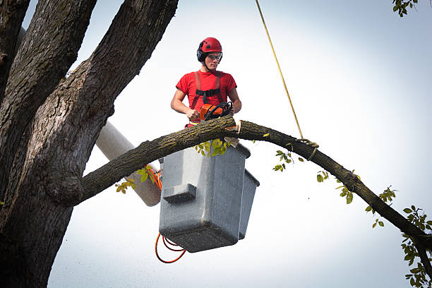 Reliable Trotwood, OH Tree Removal Solutions